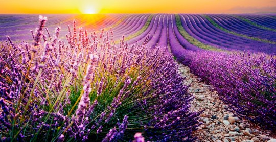 Valensole